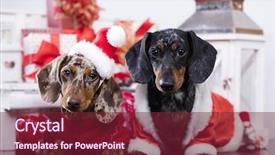  Presentation with grooming dog - Slide deck with new year s baby - dog grooming washing background and a red colored foreground