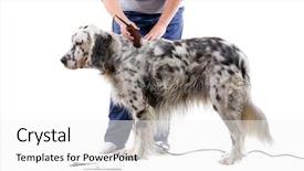  Presentation with grooming dog - Colorful slides enhanced with dog grooming backdrop and a white colored foreground