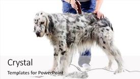  Presentation with grooming dog - Cool new presentation with dog grooming backdrop and a white colored foreground