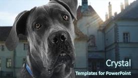  Presentation with property - Audience pleasing PPT layouts consisting of dog guarding private property backdrop and a tawny brown colored foreground