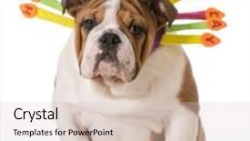  Presentation with texture - Cool new PPT layouts with dog hair close up of texture backdrop and a lemonade colored foreground