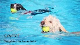  Presentation with free dog - Theme enhanced with dog having a fun background and a light blue colored foreground