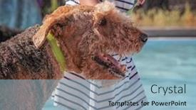  Presentation with free dog - Slide deck with dog having a fun at a local public pool open for free admission yo let dogs swim at the end of summer background and a light blue colored foreground