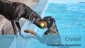  Presentation with free dog - PPT theme featuring dog having a fun at a local public pool open for free admission yo let dogs swim at the end of summer background and a light blue colored foreground