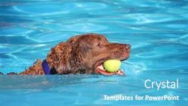 Presentation with free dog - Cool new presentation with dog having a fun at a local public pool open for free admission yo let dogs swim at the end of summer backdrop and a light blue colored foreground