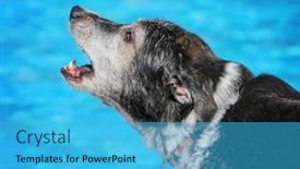  Presentation with free dog - Presentation theme enhanced with dog having a fun at a local public pool open for free admission yo let dogs swim at the end of summer background and a cyan colored foreground