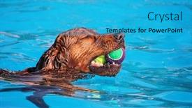  Presentation with free dog - Amazing PPT theme having dog having a fun at a local public pool open for free admission yo let dogs swim at the end of summer backdrop and a teal colored foreground