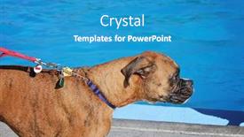  Presentation with free dog - Beautiful presentation theme featuring dog having a fun at a local public pool open for free admission yo let dogs swim at the end of summer backdrop and a teal colored foreground