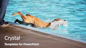  Presentation with public - Beautiful presentation theme featuring dog having fun backdrop and a violet colored foreground