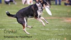  Presentation with dog park - Amazing PPT theme having dog having fun at a public park on a hot summer day backdrop and a mint green colored foreground
