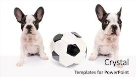  Presentation with soccer - Presentation having dog headphones - french bulldog puppies with soccer background and a sky blue colored foreground