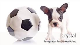  Presentation with soccer - Cool new slides with dog headphones - french bulldog puppy with soccer backdrop and a  colored foreground