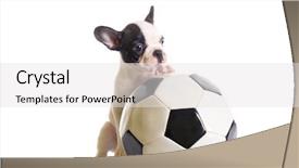  Presentation with free disco ball - Amazing slide set having dog headphones - french bulldog puppy with soccer backdrop and a  colored foreground