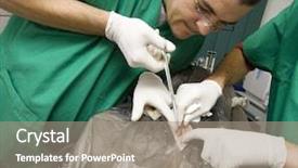  Presentation with assisted animal therapy - PPT theme consisting of dog heart - vet operating animal background and a gray colored foreground