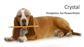  Presentation with basset hound - Amazing PPT layouts having dog holding pencil - basset hound backdrop and a  colored foreground