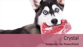  Presentation with raw meat - Beautiful slide set featuring dog holding raw meat backdrop and a coral colored foreground