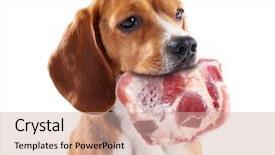 Presentation with raw meat dog - Audience pleasing theme consisting of dog holding raw meat backdrop and a soft green colored foreground