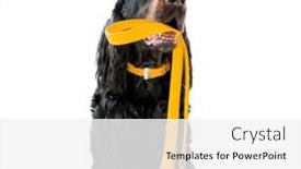  Presentation with leash - PPT layouts with dog-holding-yellow-leash background and a white colored foreground