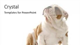  Presentation with pair eyes looking down - PPT theme having english bulldog puppy sitting down background and a white colored foreground