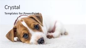  Presentation with carpet - Beautiful theme featuring jack russel puppy on white carpet backdrop and a sky blue colored foreground