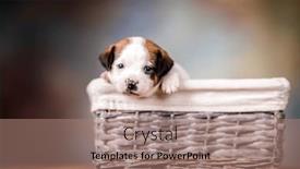  Presentation with wicker - 