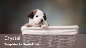  Presentation with wicker - Slide set featuring dog-in-a-wicker-basket background and a gray colored foreground
