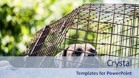  Presentation with dog shelter - PPT theme enhanced with dog in an animal shelter waiting for a home background and a light blue colored foreground