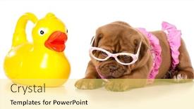  Presentation with rubber duck - Amazing presentation having dog in bikini with rubber duck backdrop and a yellow colored foreground