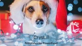  Presentation with dog christmas - PPT theme featuring dog-in-christmas-hat-pet background and a light blue colored foreground