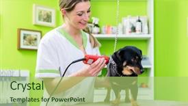  Presentation with grooming dog - Colorful presentation theme enhanced with dog in dog grooming parlor backdrop and a mint green colored foreground