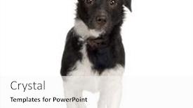  Presentation with dog - Presentation theme featuring dog-in-front-of-white background and a white colored foreground