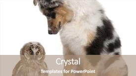  Presentation with black and white old phone - Presentation having dog in front of white background and a coral colored foreground