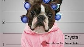  Presentation with police dog - PPT layouts featuring dog in front background and a coral colored foreground