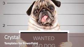  Presentation with sample land administation poster - Amazing presentation design having dog in front backdrop and a gray colored foreground