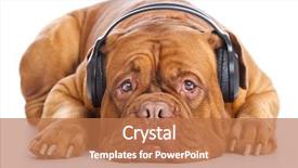  Presentation with music headphones - Slides consisting of dog in headphones is listening background and a coral colored foreground