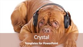  Presentation with music headphones - Amazing slides having dog in headphones is listening backdrop and a  colored foreground