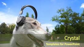  Presentation with dog park - Beautiful PPT theme featuring dog in headphones backdrop and a tawny brown colored foreground