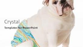  Presentation with medical protective wears - Amazing PPT layouts having dog in heat or season wearing protective pants isolated on white background backdrop and a white colored foreground