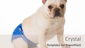  Presentation with free heat waves - PPT theme featuring dog in heat or season wearing protective pants - french bulldog background and a lemonade colored foreground