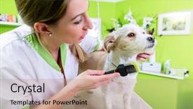  Presentation with pet grooming - Slides featuring dog in pet grooming parlor background and a coral colored foreground