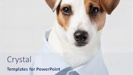  Presentation with pet - PPT layouts enhanced with dog-in-shirt-pet-businessman background and a  colored foreground