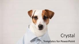  Presentation with pet - Amazing presentation theme having dog-in-shirt-pet-businessman backdrop and a  colored foreground