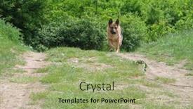  Presentation with forest - Cool new PPT theme with dog-in-the-forest backdrop and a mint green colored foreground