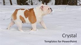  Presentation with english bulldog - Presentation theme consisting of dog in the snow - english background and a light gray colored foreground
