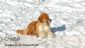  Presentation with paw print - Slides consisting of dog in the snow background and a soft green colored foreground