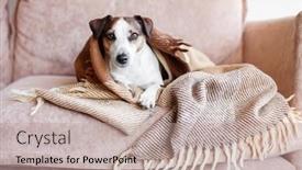  Presentation with pet - Presentation theme consisting of dog-in-wool-cozy-blanket background and a  colored foreground