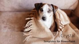  Presentation with wool - Slide set having dog-in-wool-cozy-blanket background and a  colored foreground