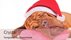  Presentation with dog christmas - PPT theme consisting of dog is dreaming of christmas background and a coral colored foreground