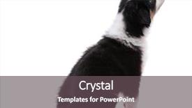  Presentation with aussie - Beautiful slides featuring dog isolated on white back backdrop and a dark gray colored foreground