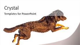  Presentation with jumping into the ocan - Presentation design with dog isolated on white background background and a  colored foreground